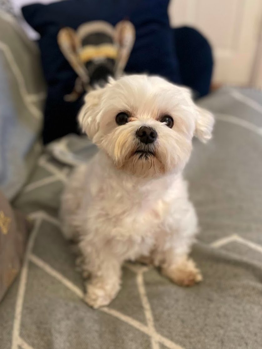 BethJoy's tweet photo. @MrAndrewCotter My Mabel is a bit upset about sharing her name with a global star. She wonders if your Mabel would mind swapping with her so she can be the star for the day? https://t.co/g8AxYbbVnH