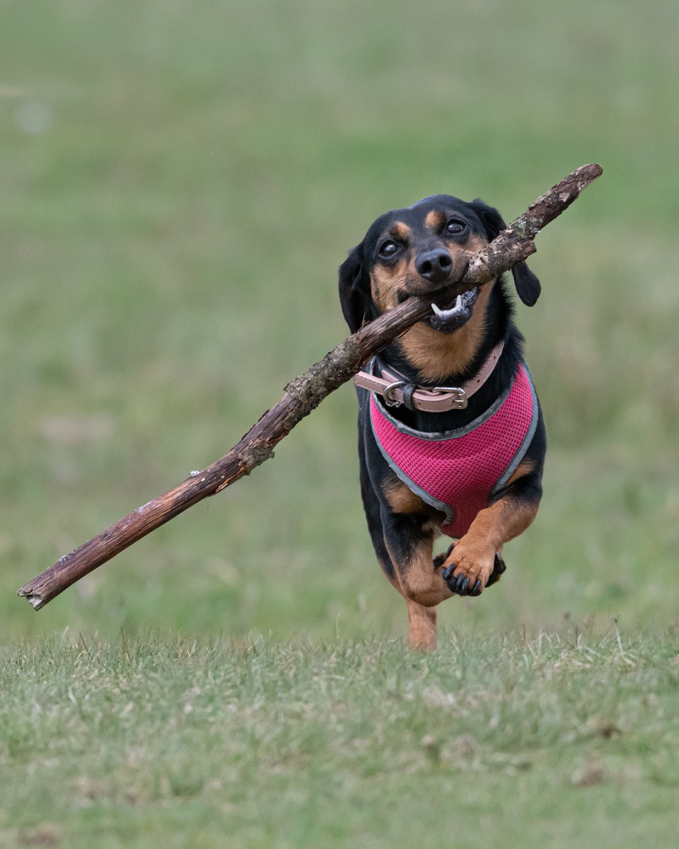 jakeholt91's tweet photo. No stick is to big for our sausage dog  #Crufts https://t.co/HXyW7DMSaM