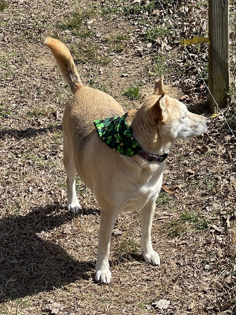 Sunshinestudioo's tweet photo. St. Patrick’s Day hair accessories and pet bandanas are available in my shop🌟🌈 

Use code STPATTY15 for 15% off any order! https://t.co/M0AAMkWXd9