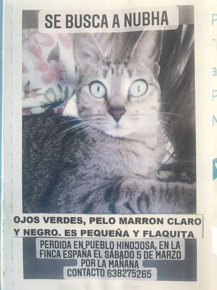 ChemaBlancoL's tweet photo. Quien viva con un gato entenderá la importancia de compartir esto para que Nubha aparezca https://t.co/9c6vQpzMiW