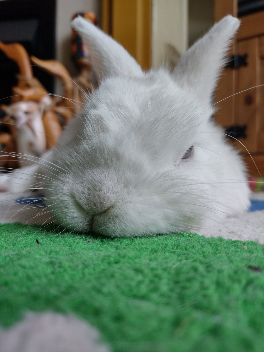 RabbitNeil's tweet photo. Just chilling on a Friday #neiltherabbit https://t.co/XrOl5uUNHP