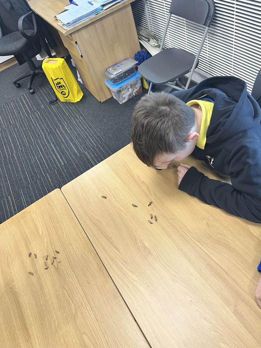 StBrendansYoker's tweet photo. P7b enjoyed a fantastic talk from Dr J. Butcher from Glasgow Caledonian University about his job in Food Science. We looked at protein sources 🦗 and  discussed how to get into a job in the Sciences.
@ScienceWeekUK @DYWglasgow @STEMglasgow @foodbioGCU @GCU_BIO #BSW22 https://t.co/vaocWYHpAq