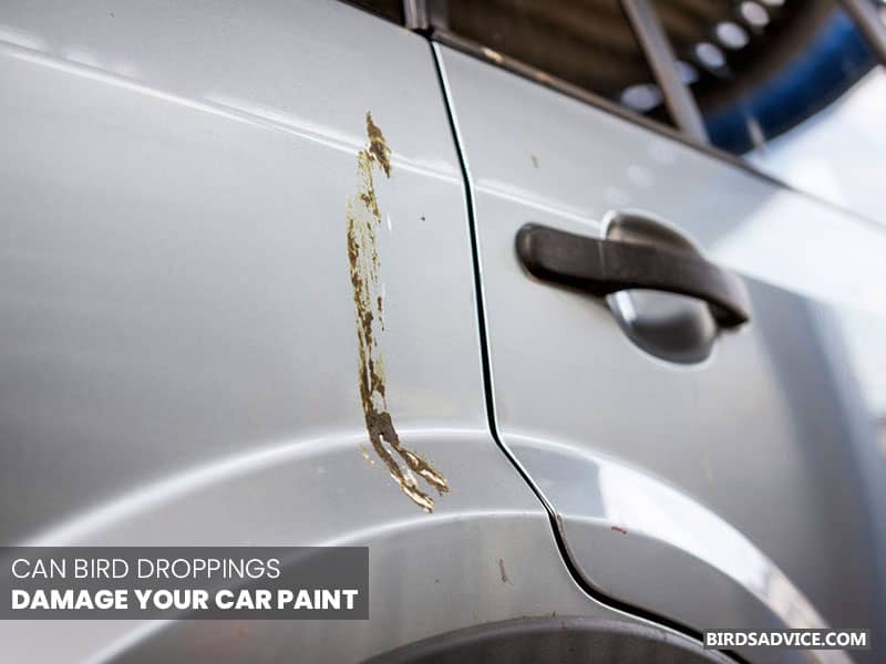birds_advice's tweet photo. Why Do Birds Keep Pooping On My Car? Birds assume their reflections on cars as other birds. That’s why they poop. #birdpoop #birds #birdsadvice

Full blog here: https://t.co/VhnAwfqOmJ https://t.co/eOKfj6e6Bn