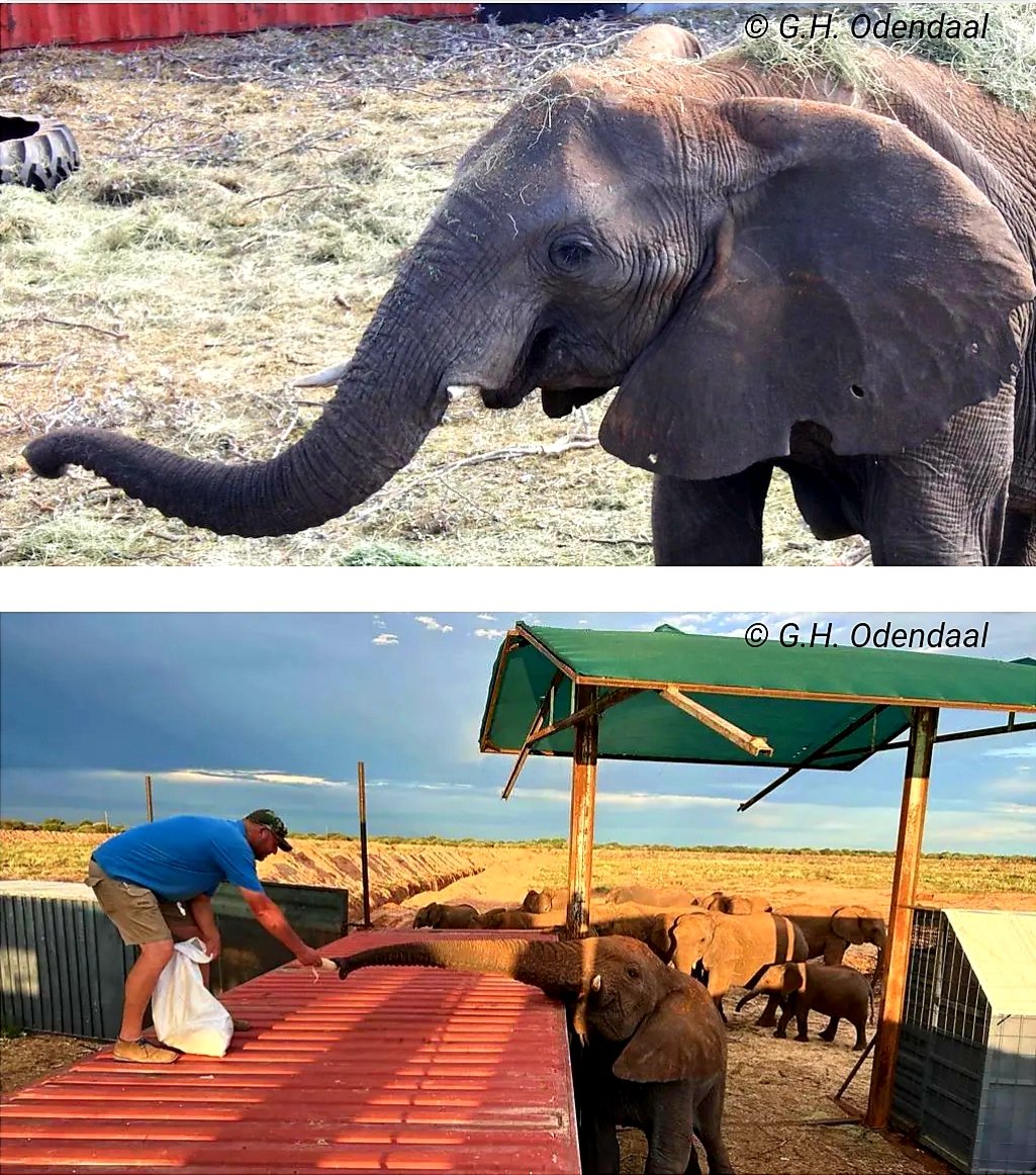 CitysFElephants's tweet photo. Sharing @JohnGrblr FB post:
There are still 20 more wild elephants left of the 57 animals that Shifeta, Nghitala and Sikopo sold to an unknown foreign buyer that are still to be caught and exported.
1●
#ElephantsToGo
#NamibiaDontSellYourElephants
📸 G.H. Odendaal https://t.co/l0WoWdA19d