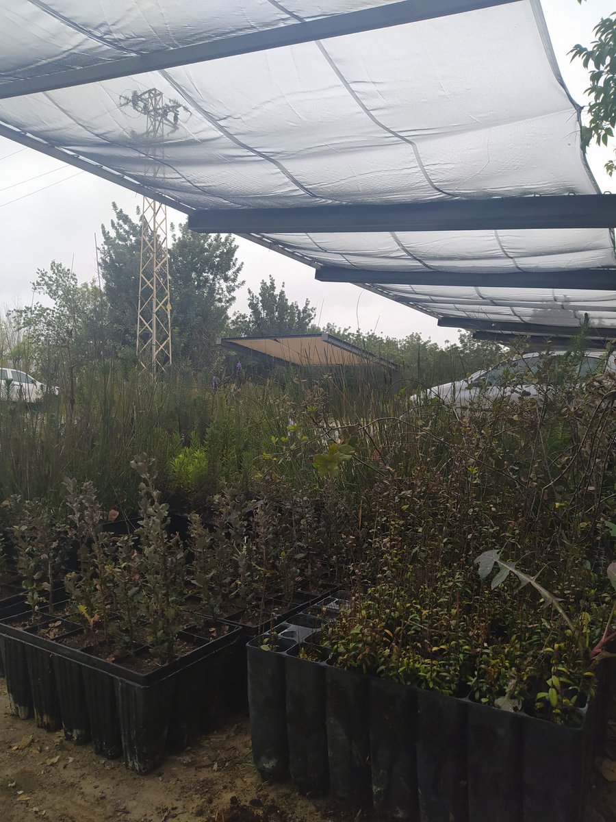 COAGANDALUCIA's tweet photo. ✅️Repartimos ➕️10.000 plantas de bosque mediterraneo:encinas, alcornoques,algarrobos, acebuches,quejigo, romero, lavanda...entre agricultores y ganaderos.Gracias a sobrantes de obra de admon. públicas, con colaboración @AgriculturAnd y Red de Viveros #Seguimos #LabrandoFuturo https://t.co/iCjJYG0GZn