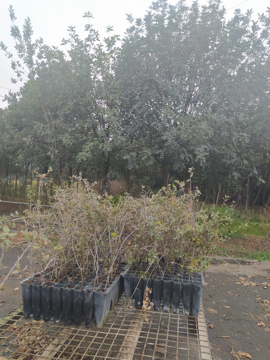 COAGANDALUCIA's tweet photo. ✅️Repartimos ➕️10.000 plantas de bosque mediterraneo:encinas, alcornoques,algarrobos, acebuches,quejigo, romero, lavanda...entre agricultores y ganaderos.Gracias a sobrantes de obra de admon. públicas, con colaboración @AgriculturAnd y Red de Viveros #Seguimos #LabrandoFuturo https://t.co/iCjJYG0GZn