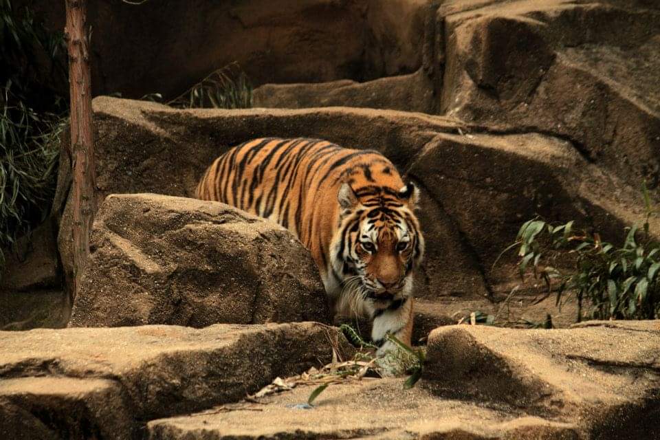 bedevilledcat's tweet photo. Today is Wildcaturday!
Let's Go, Cats!
#DavidsonMBB #A10 https://t.co/0cJpZ4rgTQ
