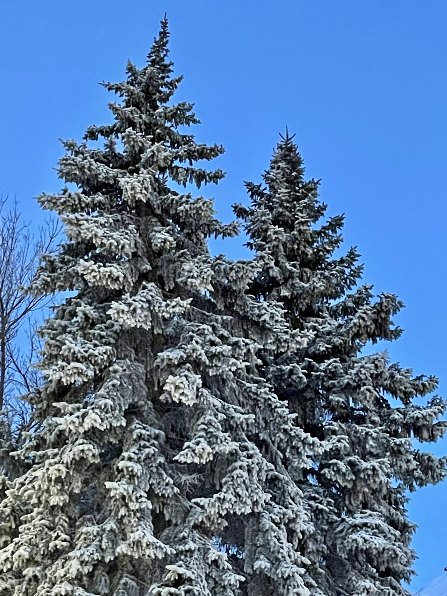 Good morning.  South facing porch meant shovelling the heavy snow at 6 this morning. I love winter season but I’m done with this one in particular.