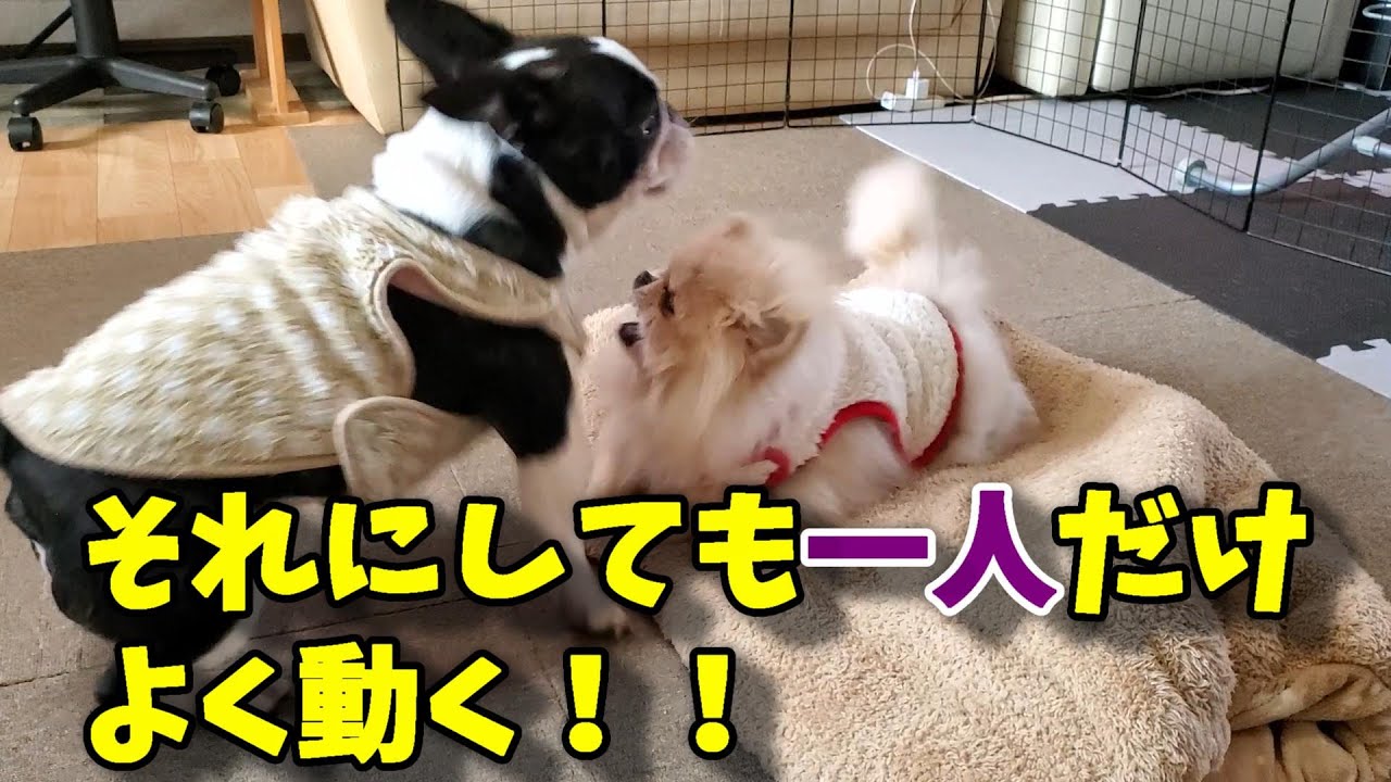 法国斗牛犬 Twitter Search Twitter