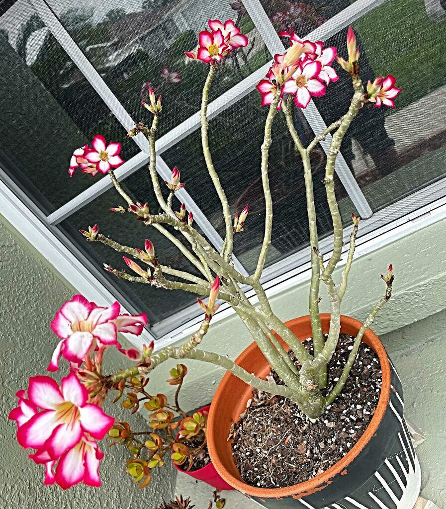 Look how happy she is 🤩 (Desert Rose)