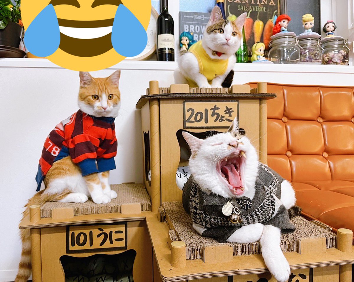 chokin1129's tweet photo. にゃんこアパート大集合🥰‼️‼️
ちょきとつなの場所が逆なら完璧だった😂👌

#猫好きさんと繋がりたい https://t.co/gxi68MMUY5