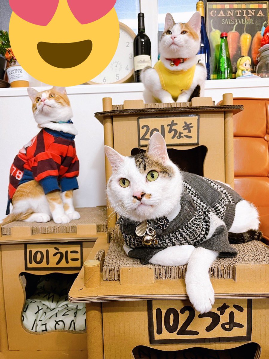 chokin1129's tweet photo. にゃんこアパート大集合🥰‼️‼️
ちょきとつなの場所が逆なら完璧だった😂👌

#猫好きさんと繋がりたい https://t.co/gxi68MMUY5