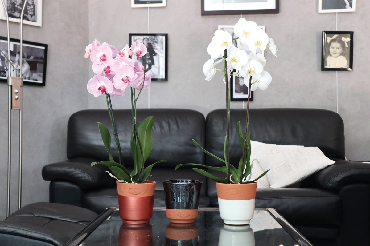 LevequeGeorges's tweet photo. #LoreCamillo présente son #entreprise #LesPoteriesDAlbi sur : https://t.co/6W0WsxHQVa à celles et ceux qui #rêvent de #pots à la fois #simples, #modernes et #élégants. Voir lien ci-dessus pour faire d'#heureuses #découvertes pour la #maison et le #jardin. https://t.co/J84qggAlnh