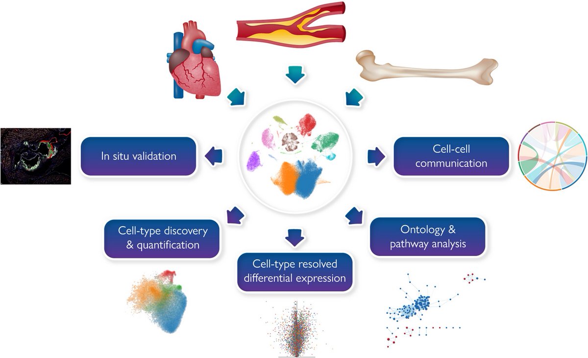 Great new review published today in European Heart Journal @escardio on how to use single-cell technologies to decipher cardiovascular diseases by @WesleyAbplanalp @StefanieDimmel1 and @NR_Tucker  Check it out --> bit.ly/3hWSl3W #singlecell #CVdisease #science