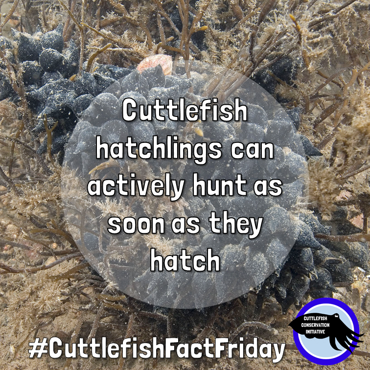 cuttle_cons's tweet photo. It's #CuttlefishFactFriday! #Cuttlefish hatchlings are mini versions of the adults, and they can start hunting almost as soon as they hatch! The food they hunt is determined by the species they see through their eggs whilst developing.
📸@paulnaylormarinephoto (Instagram) https://t.co/Ee6o0WKyA7