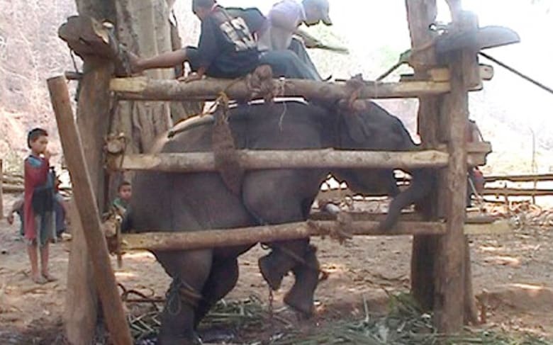 stae_elephants's tweet image. STAE’s CEO Duncan McNair in interview with USA’s UnchainedTV for their Action Hour this Sat 12 March at 6pm UK time (10am PST) providing key updates on STAE’s work including the battle for new UK law for elephants.
Check out UnchainedTV.com