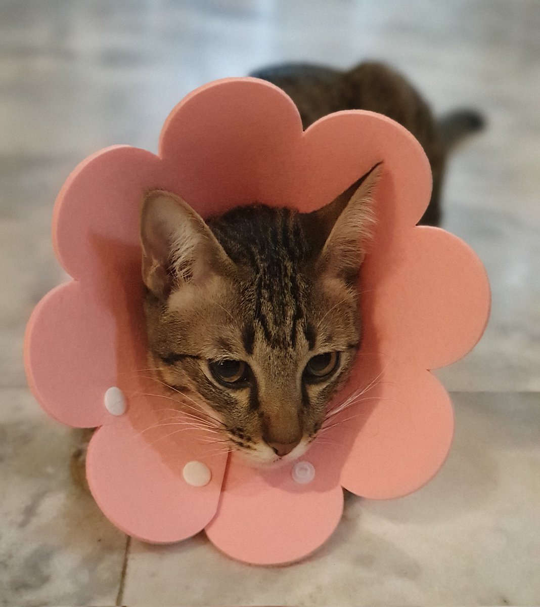 jaguarthetabby's tweet photo. Am I pretty? 😸
#CatsOfTwitter #CatsOnTwitter #TGIF https://t.co/EYm6NnHg6N