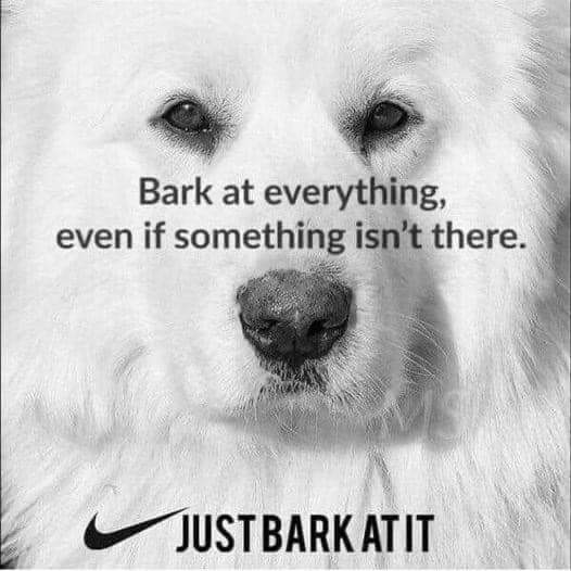YourDogOnEvery1's tweet photo. The eternal barking 🐶🐾❤️ https://t.co/uAiF3NEREt