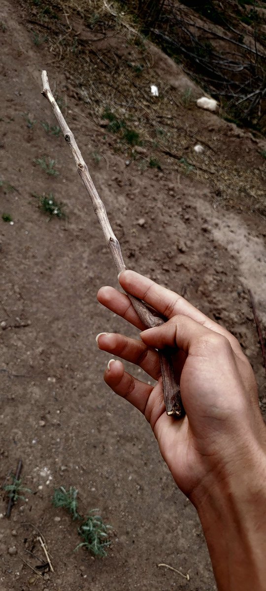 گوربه شرک tweet media