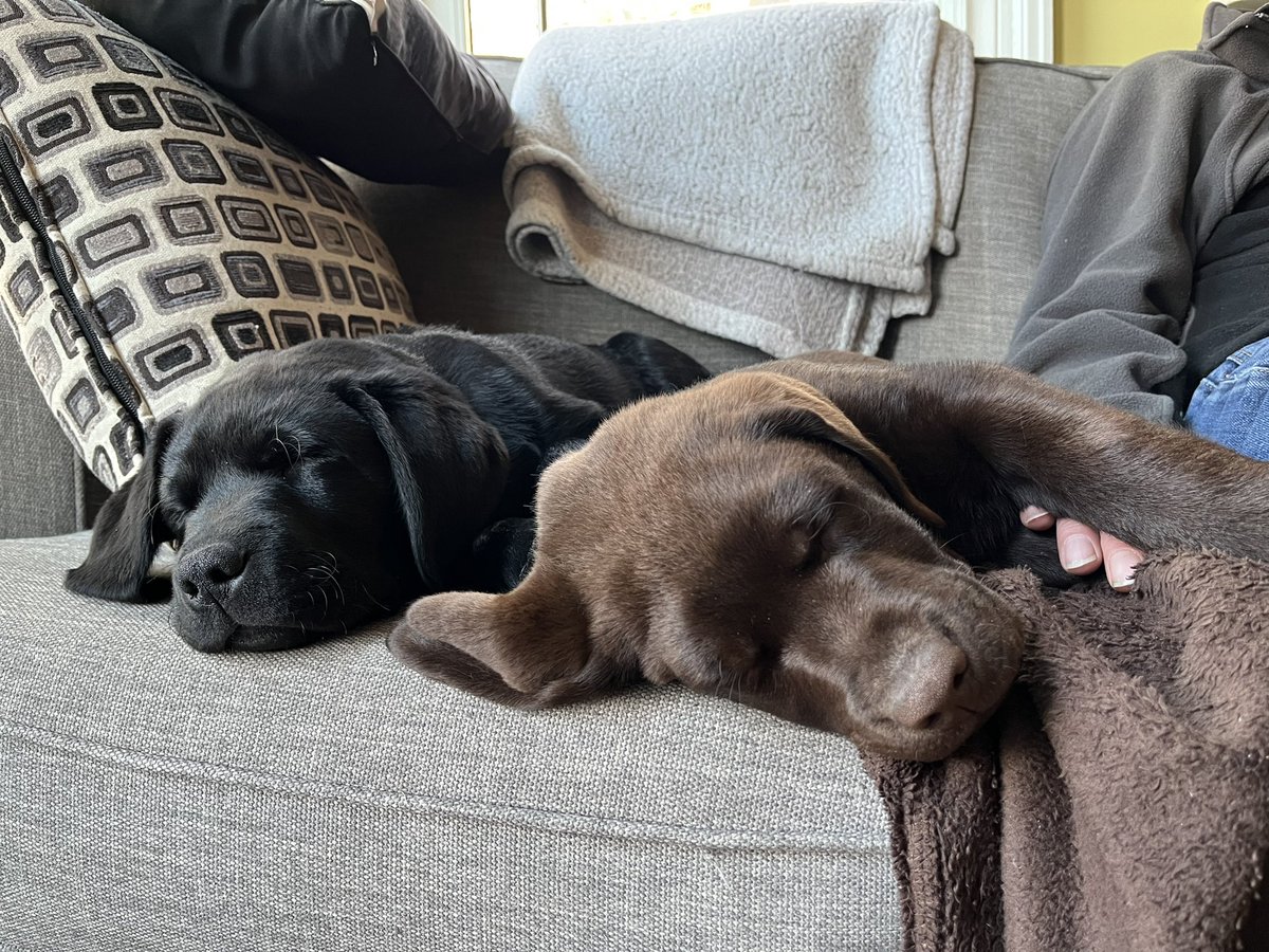 JimmyandEarle's tweet photo. We have been with our Dads for a month ! We still like to #EatSleepGrow #dogsoftwitter https://t.co/HpWe0XD4GK