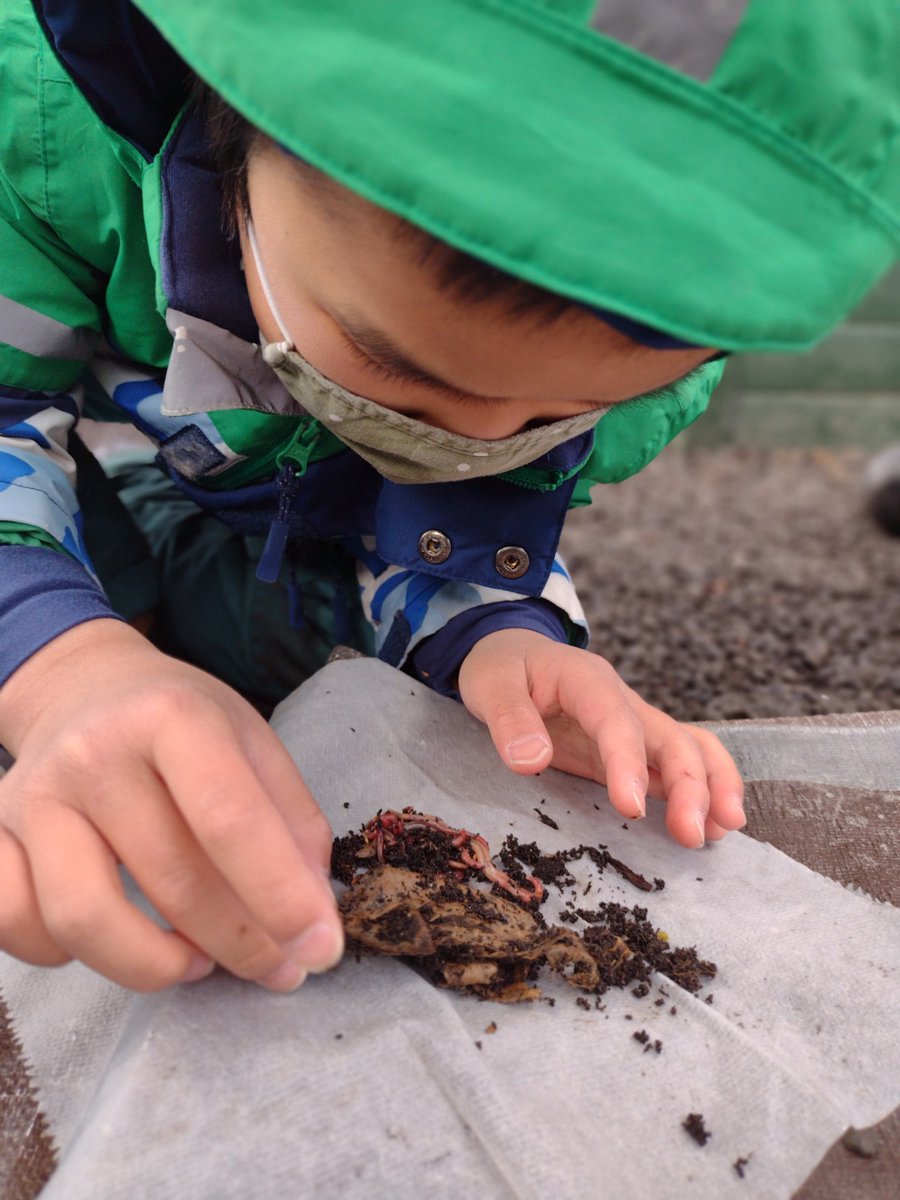 LexMontessori's tweet photo. Through in-class #vermicomposting systems, #LowerElementary children are discovering how worms can eat our garbage! Once the bins are full of the worm's nutrient-rich castings, the children will use them to amend our garden beds!
#IAmLMS #Montessori #Farming #Compost https://t.co/mZgomkqwM2