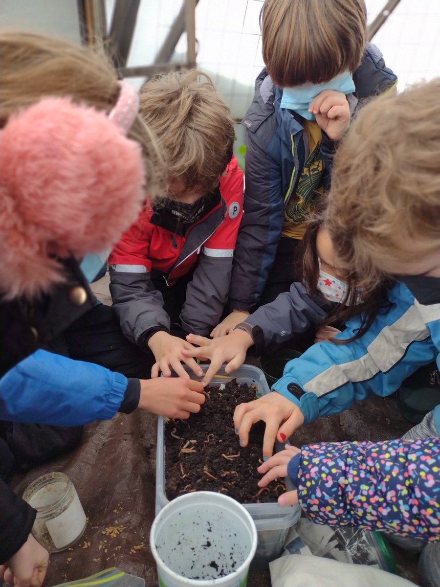 LexMontessori's tweet photo. Through in-class #vermicomposting systems, #LowerElementary children are discovering how worms can eat our garbage! Once the bins are full of the worm's nutrient-rich castings, the children will use them to amend our garden beds!
#IAmLMS #Montessori #Farming #Compost https://t.co/mZgomkqwM2