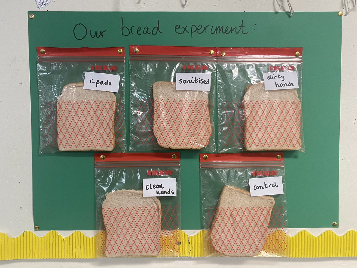 We’ve set up an experiment to look at how microorganisms interact with our food. Hypotheses ranged from the bread touched by sanitised hands will moulder first from the chemicals or the bread rubbed on iPads will get the most mouldy. We will have the results in a couple of weeks!