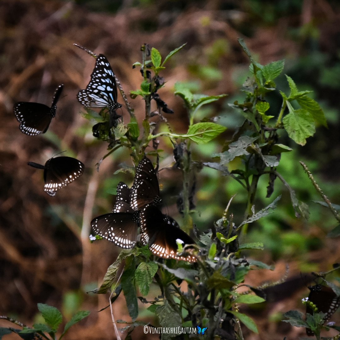 vinithashri_g's tweet photo. MUTUALISM 🦋🌼
Danainae Butterflies feeding on Heliotropium indicum
🦋Euploea core (Cramer 1780), Common crow
🦋Euploea sylvester (Fabricius, 1793), Double branded crow
🦋Tirumala limniace(Cramer,1775), Blue Tiger
#butterflies #mutualism #plants #pollinators #evolution #insects https://t.co/Xv00vI6WfP