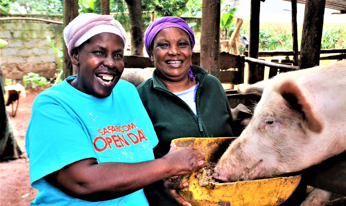 For something different on your visit to Kenya, why not visit some pig-farming grandmas? Go Granny Go! was set up to give grandmas a way to earn a sustainable income. Meet these remarkable women with @AlfredandTweets Find out more here >>> bit.ly/KenyaGrandmas