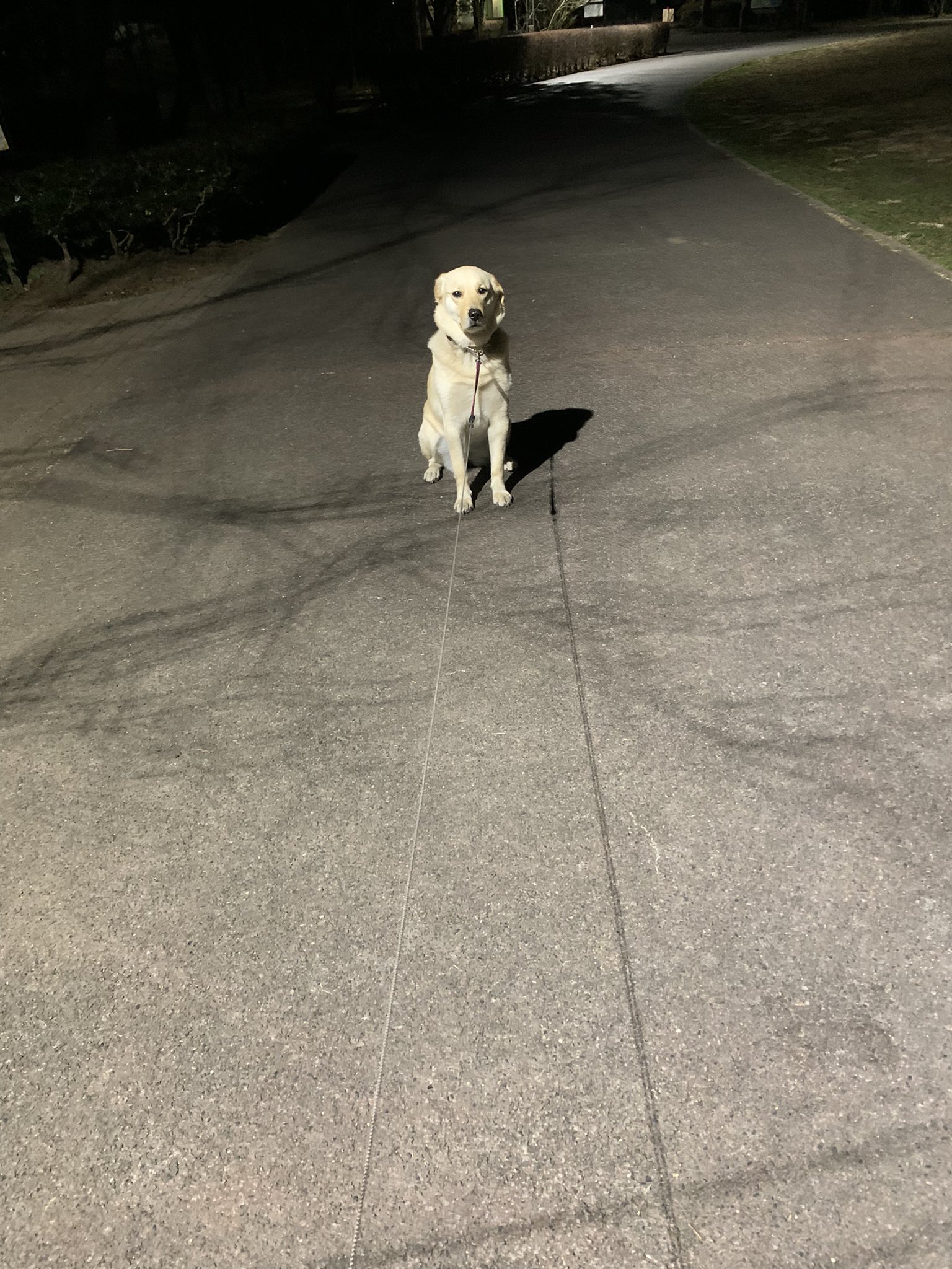 保護犬クー お散歩中犬が歩かなくなった時の対処法 急募 T Co Bio8dztlmy Twitter