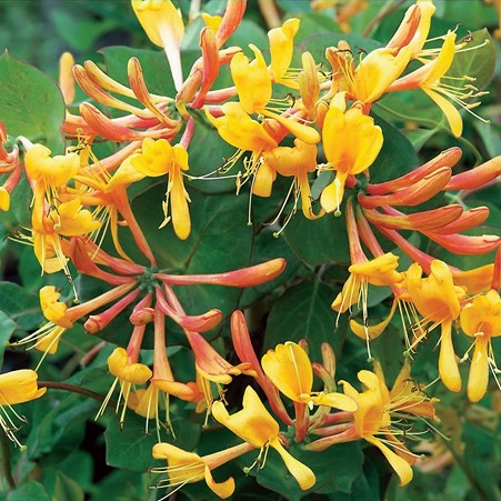 deJagerBulbs's tweet photo. Tune in for the #dejager hour on #QVCUK in 15 minutes. George will be showing you this wonderful long flowering Honeysuckle collection to give you long lasting summer colour. #YoungPlants #GardeningTwitter
https://t.co/zpQmGgcALV https://t.co/pIO5bRuZZG