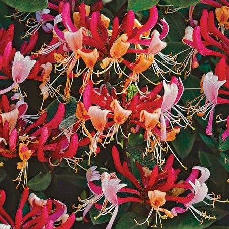 deJagerBulbs's tweet photo. Tune in for the #dejager hour on #QVCUK in 15 minutes. George will be showing you this wonderful long flowering Honeysuckle collection to give you long lasting summer colour. #YoungPlants #GardeningTwitter
https://t.co/zpQmGgcALV https://t.co/pIO5bRuZZG