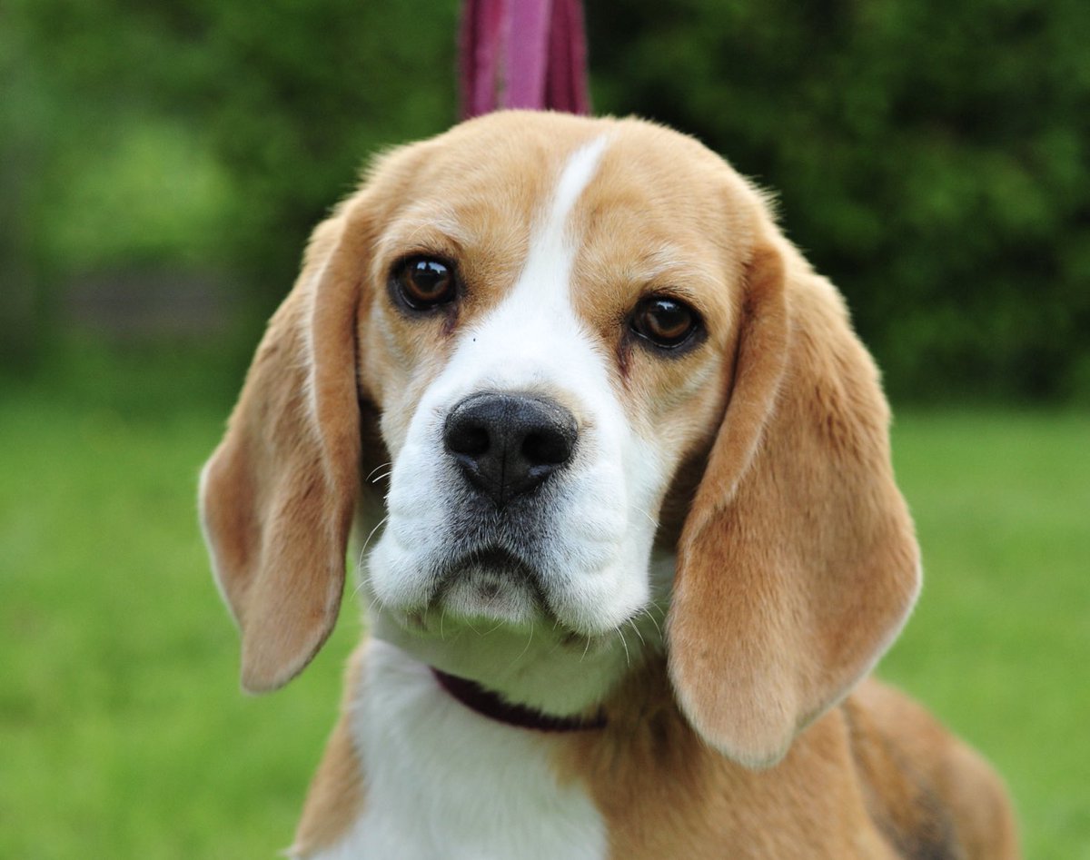 DebraUsher's tweet photo. Hi Molly here - this is my best beagle buddy - Scout. On Monday she got a gaping hole in her neck. We don’t know how it happened. She went to the vets on Tuesday and had surgery. Many stitches later and hundreds of dollars and I mean hundreds she is back home and feeling very bad https://t.co/4WbnEKB8ye