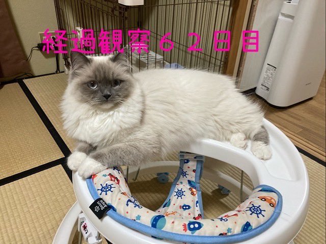 taigachanda's tweet photo. https://t.co/BRTiYvF88t