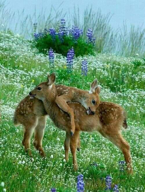 دعني أحبـــــك كمـــــا يراك قــــــلبي💗
أعشقك بقـــــــــدر ما تحتاج إليك روحـي
فالحب ياحبيبتي لا يعرف القيود والشروط
الحب بحر واسع وأنــــا غريـق ببحر حبك (النزيه)❤
الحب كالــــوطن وانـــا أخترت قلبك وطني
دعنـــــــي أحـــــــبك لكــــــن بطريقــــــت(مجنونك)💞
…مساء الحب