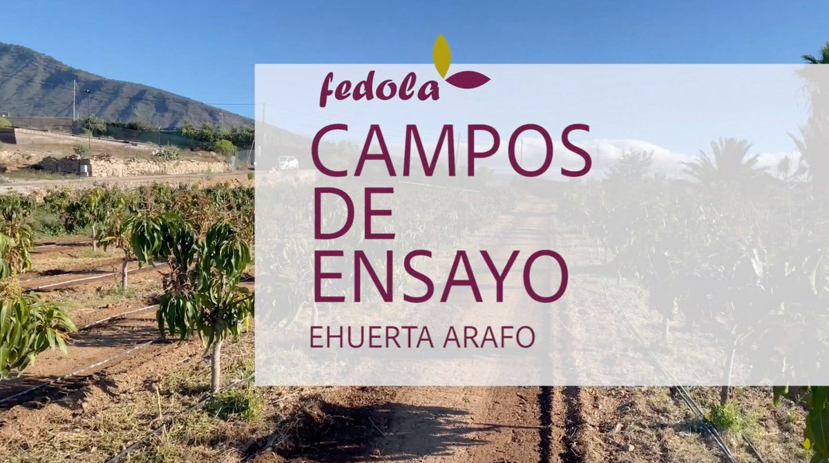 1ª parada #CamposdeensayoFedola202: #EHuertaArafo.

Érica y Eloy trabajan la horticultura y fruticultura #ecológica con una pasión 100% confirmada. Su huerta forma parte de los ensayos en variedades de papas que realizamos en Tenerife.
▶️: youtu.be/74UepOBREg0

#Fedolapapas