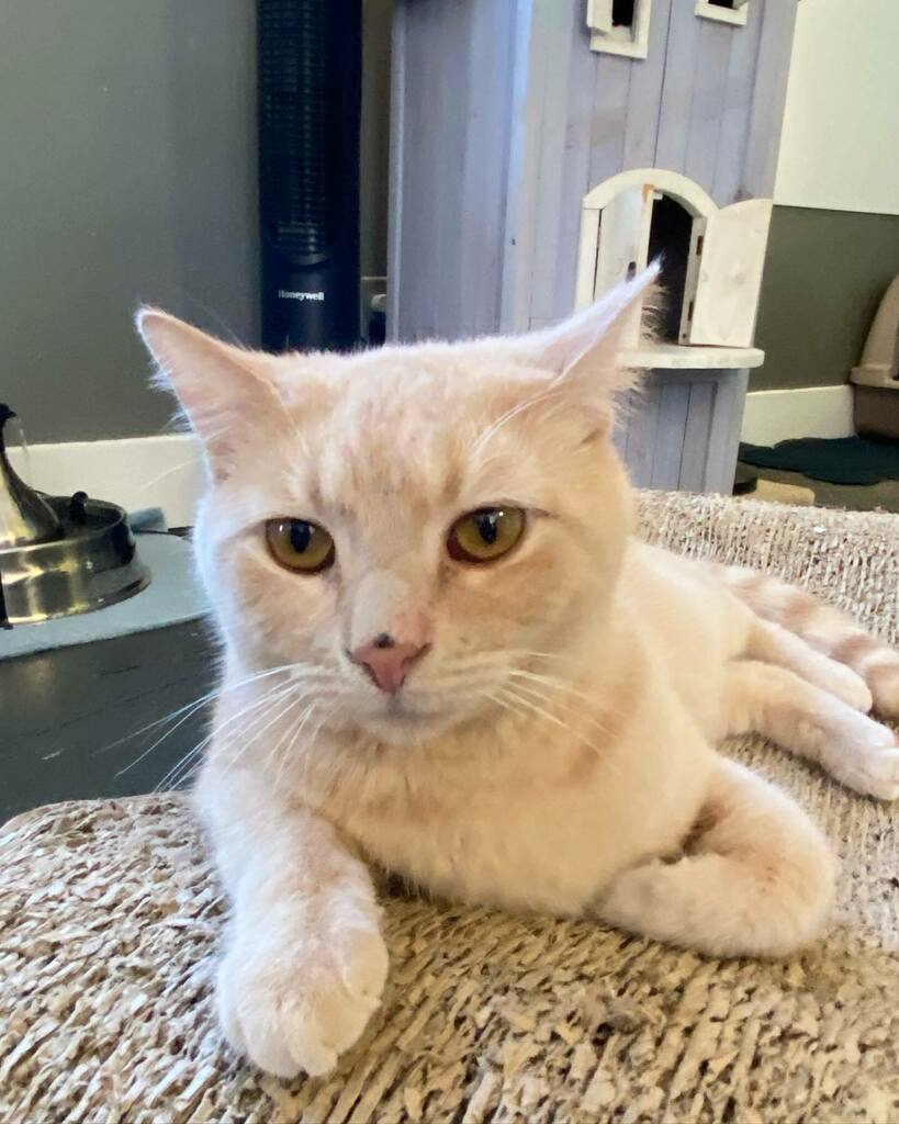 Dezi__Roo's tweet photo. While we love cats’ whiskers, toe beans, tongues, and tails, it’s no secret we are obsessed with their noses. What’s your favorite feline body part that makes you gush over it?
.
.
.
#catnoses #felinefriday #catlover #catsarethebest #catsarecute #deziroo… https://t.co/iWBxfeAtyy https://t.co/tYJ6jTYU4X
