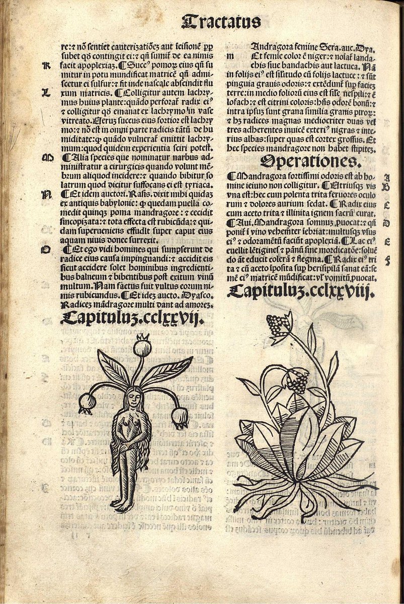 Biblioteca_RJB's tweet photo. "La herramienta más poderosa de las brujas 🧙‍♀️fueron las #plantas mágicas capaces de crear ensoñaciones, hacer dormir, hacer olvidar o matar" -- Adela Muñoz Paez. Brujas, 2022 @debatelibros 
¡No os perdáis la presentación del libro!🧹🪄🍄
También streaming https://t.co/cbMTxMykb7 https://t.co/D47dqMKzbY