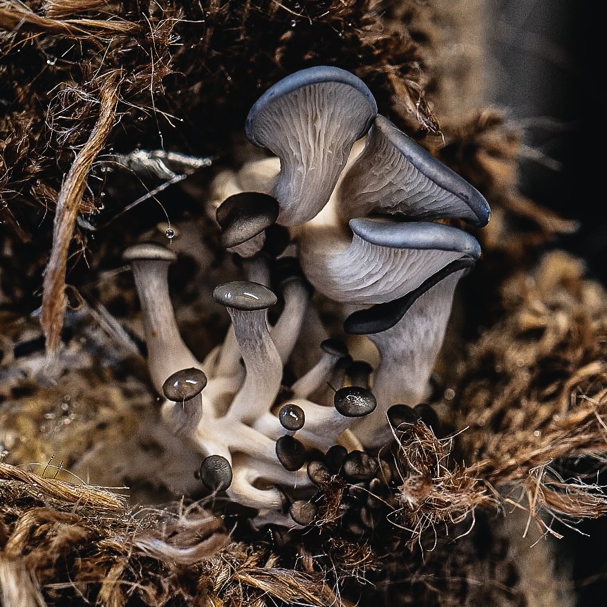 hyperoculus's tweet photo. Enjoy a bit of  lunch time Mycologoical magic! Bought a few Grey Oyster grow bags from Caley Bros at Brightons organic farmers Open market, awesome! Love watching these pin and bloom. #mushrooms #organic #growyourown https://t.co/6Y9IQJX42n
