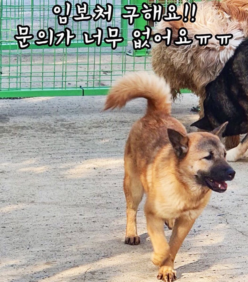 guri_animals's tweet photo. 🆘유기견 짜장이의 임보처를 찾습니다‼️
10개월쯤 된 여자아이에요!(중성화,접종 완) 몇개월째 문의가 하나도없네요ㅜㅜ https://t.co/2AA7GodaER