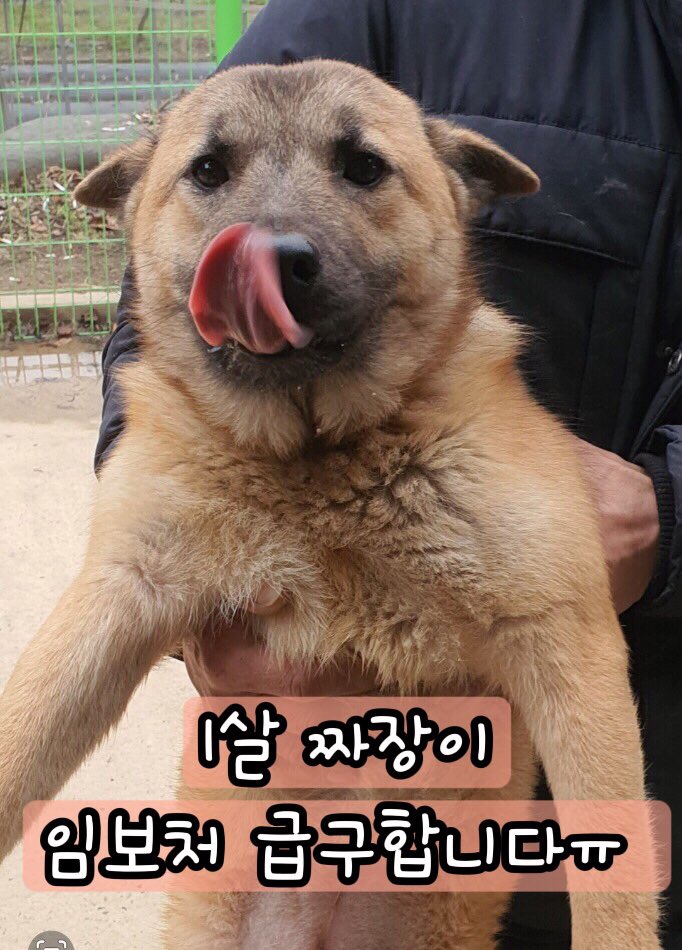 guri_animals's tweet photo. 🆘유기견 짜장이의 임보처를 찾습니다‼️
10개월쯤 된 여자아이에요!(중성화,접종 완) 몇개월째 문의가 하나도없네요ㅜㅜ https://t.co/2AA7GodaER