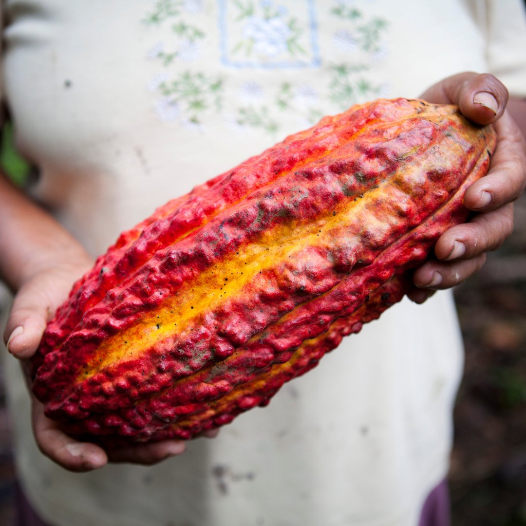 Verse Chocolate tweet media