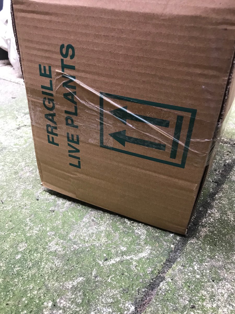Nature_matters's tweet photo. Buying plants is a competitive marketplace. I chose to give @Jparkersbulbs a go. Alas, they use the cheapest and worst delivery firm @Hermesparcels who threw my package over a fence onto a concrete path damaging the contents. Will stick with @srkitchengarden from now on. https://t.co/pOvzPCiB9v