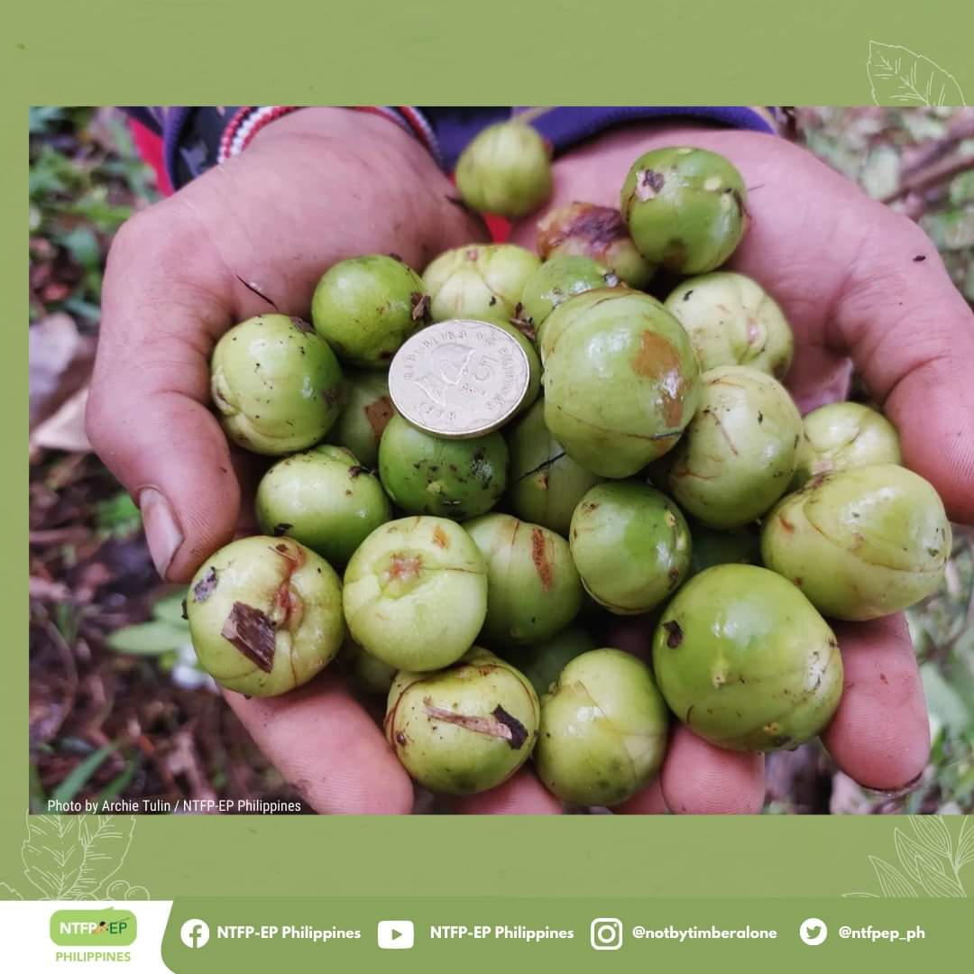 ntfpep_ph's tweet photo. Fresh from the field! 🌸 We spotted this species of Dillenia (locally, Katmon) in blossom while monitoring the #rainforestation site with Makatagbaw Higaonon Tribal Group Association (MAHITRIGA) in Kalabugao, Impasug-ong, Bukidnon! #GrowNative https://t.co/QBxjQ25z4A