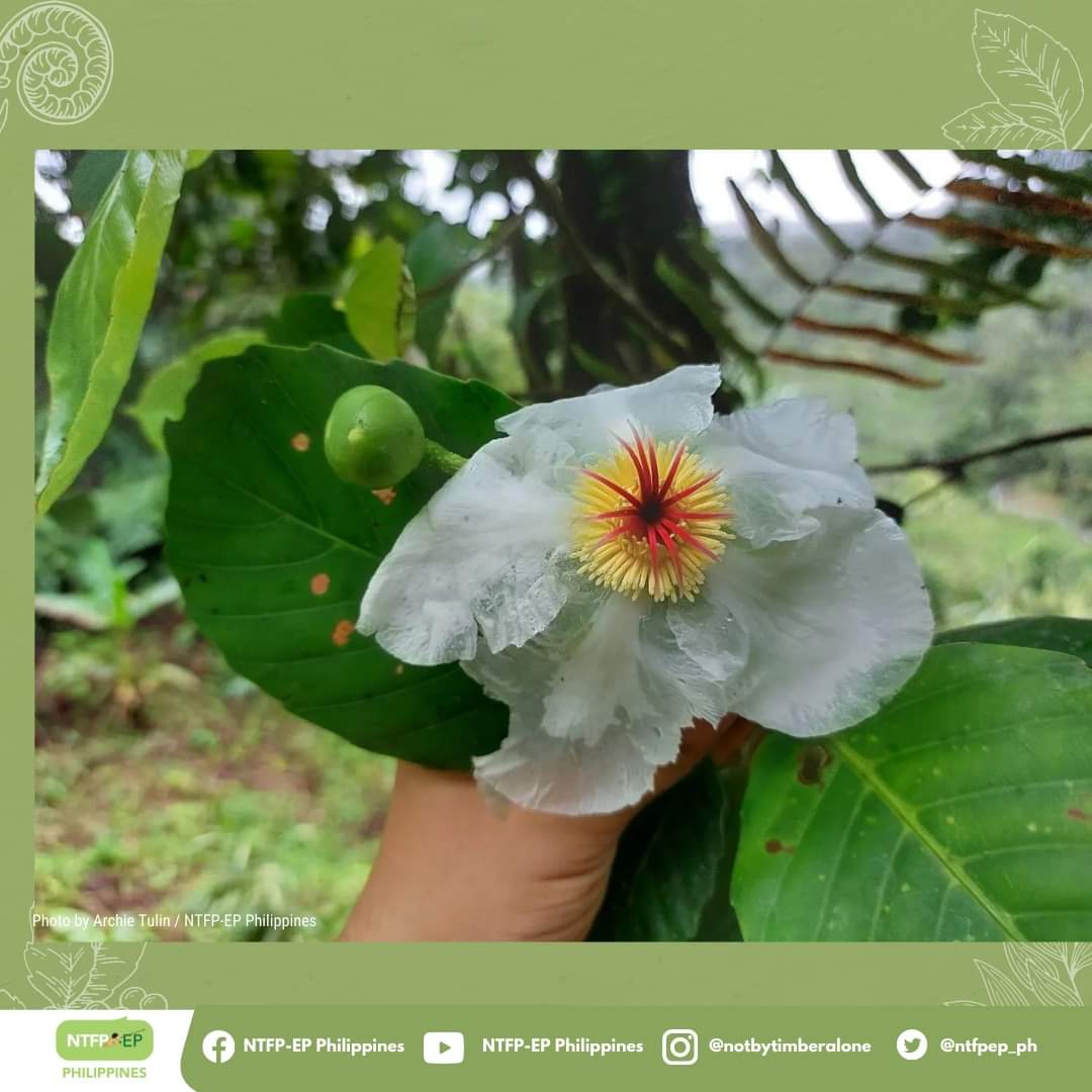 ntfpep_ph's tweet photo. Fresh from the field! 🌸 We spotted this species of Dillenia (locally, Katmon) in blossom while monitoring the #rainforestation site with Makatagbaw Higaonon Tribal Group Association (MAHITRIGA) in Kalabugao, Impasug-ong, Bukidnon! #GrowNative https://t.co/QBxjQ25z4A