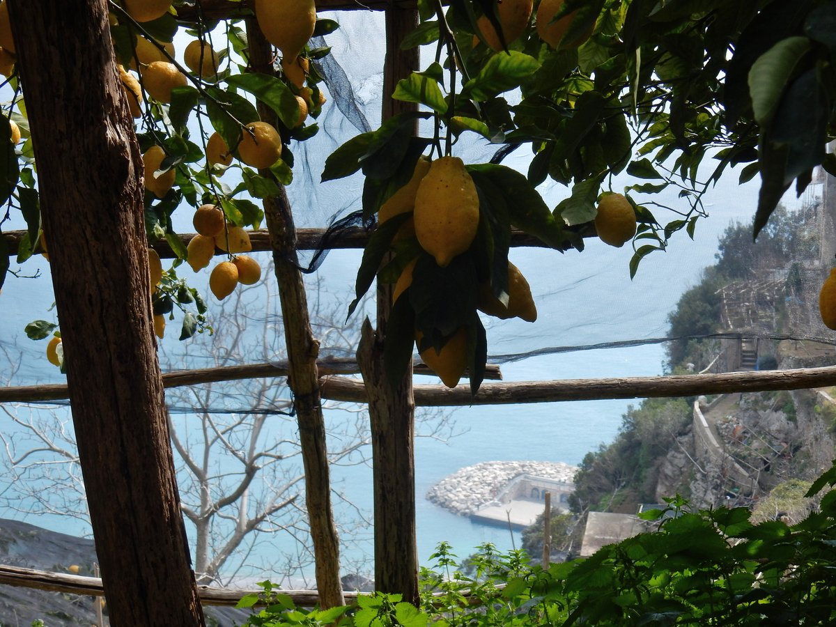 Mybus_Italy's tweet photo. 季節はあっという間に過ぎもう3月！春先はレモンの旬でもあるんですよ🍋
いま、ナポリ近郊のアマルフィ海岸の斜面はレモンがたわわに実り、爽やかな香りに包まれる時期でもあります。
#loveイタリア #likeitaly #レモン @Italia https://t.co/MIKIrt7qcD