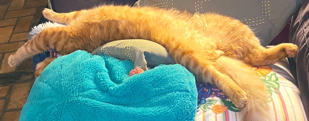 jungle_os's tweet photo. Happy Friday! Some cats like to โloafโโฆ Figaro & โBeans prefer to โflatbread. #flatbreadFriday #CatsOfTwitter #cats #catlife #longCat https://t.co/GlQU1YU1lm