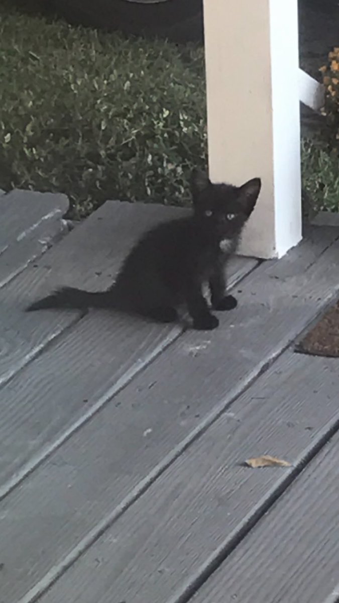 emilyproberts's tweet photo. @ItsWhitneyLeann I looked out of the window one day and this kitten with a chopped off tail was on the porch. He chose me. Now I have KJ🖤 https://t.co/MF7h4o1mn1