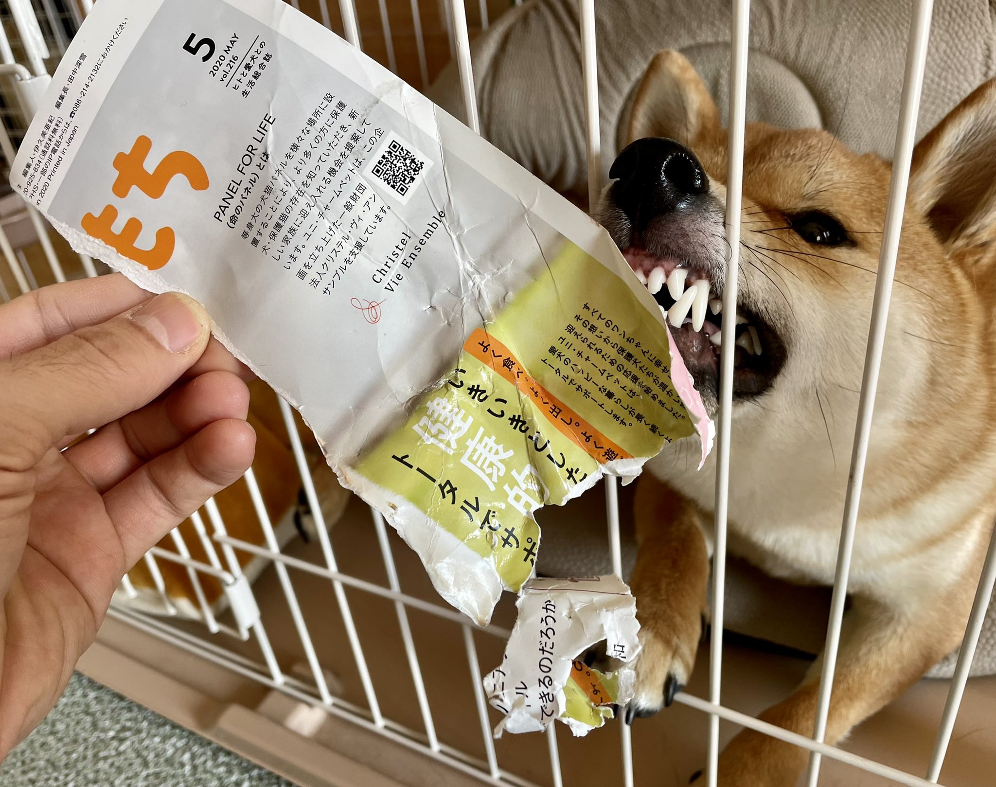 柴犬勇者むぎ 1歳3ヶ月 Lv18 Shibayuusha Twitter