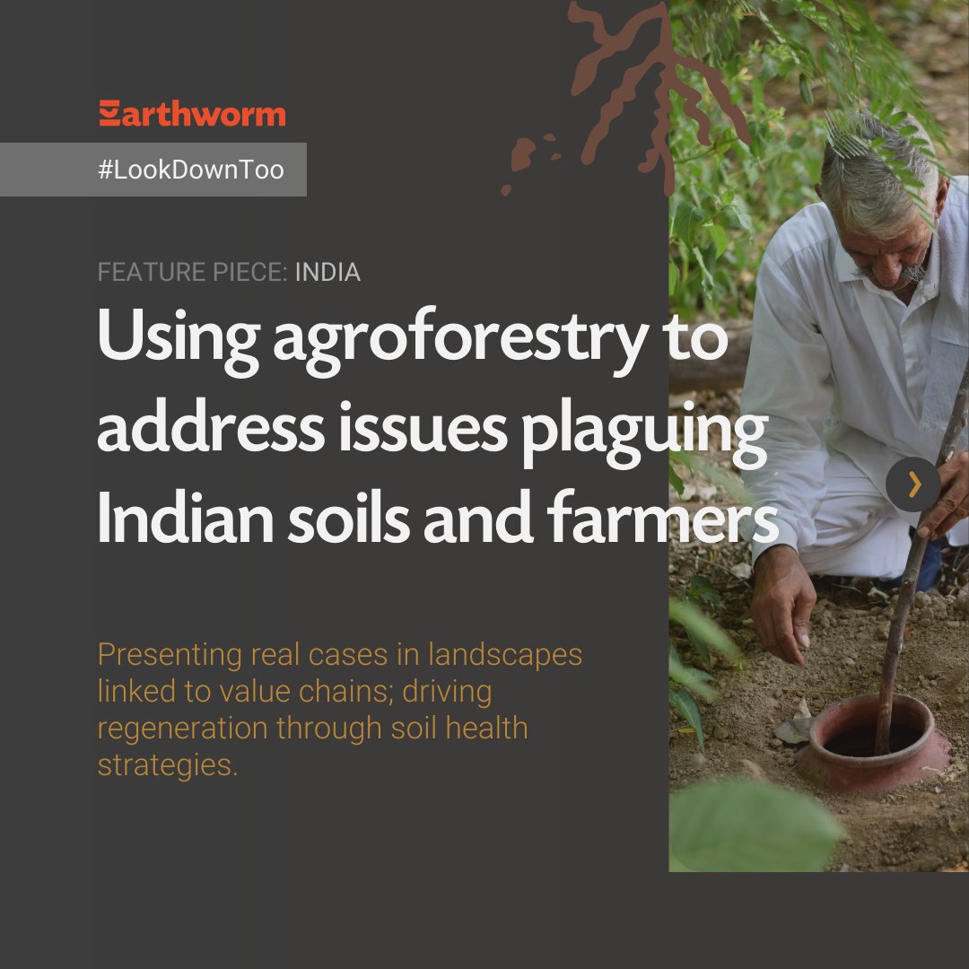 EarthwormGlobal's tweet photo. 🌱@EarthwormGlobal works with #Indian farmers on a #agroforestry project with a scientific approach and on-field guidance. #soilhealth is becoming an apparent and central part of the project.
▶️ Find out more here: https://t.co/cnJmz6jZDY
#LookDownToo https://t.co/EUGoG3p135